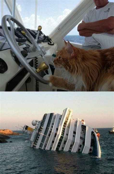 Irti Funny Picture 4693 Tags Cat Driving Boat Crashes Side