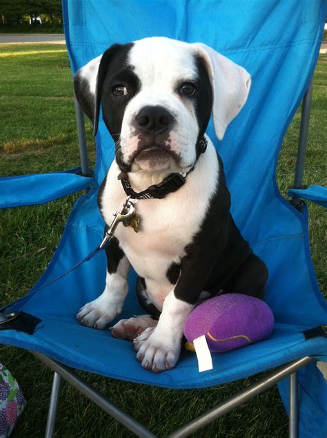 Scott line american bulldog pups for sale in steubenville. Watching daddy play softball! American bulldog puppy ...