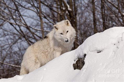 Arctic Wolf On Snow Covered Hill Photograph By Wolves Only