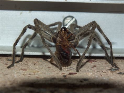 Sparassidae Huntsman Spider Dscf2790 Kingdomanimalia Phyl Flickr