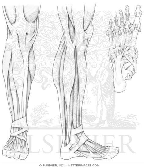 Anatomy Leg Muscles Coloring Worksheets Coloring Pages