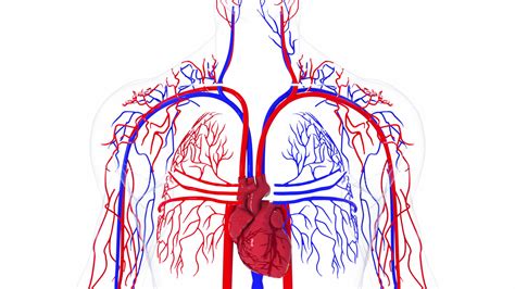Arteries Veins And Capillaries What Are They Structure And Function