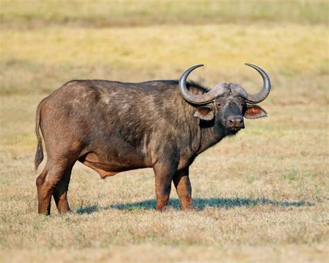 African Buffalo Facts For Kids Konnecthq
