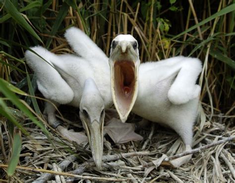 Baby Pelicans Obx Connection Message Board