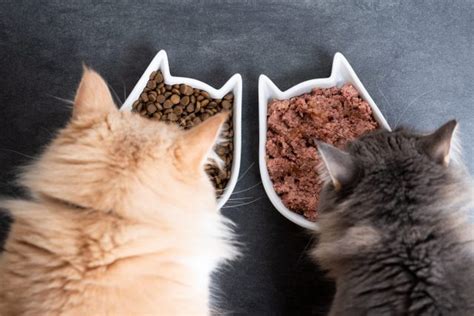 The 15 Best Cat Foods For Optimal Feline Health And Happiness
