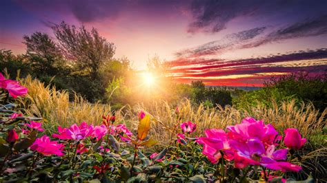 206368 Best Sunrise Flowers Images Stock Photos And Vectors