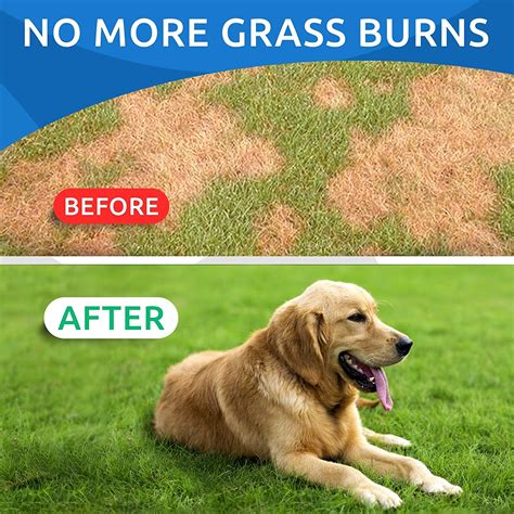How To Stop Dogs Burning Grass When Urinating