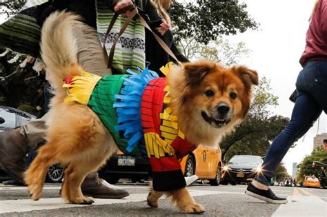 Photos Donald Trump Costumes Ruled At This Halloween Dog