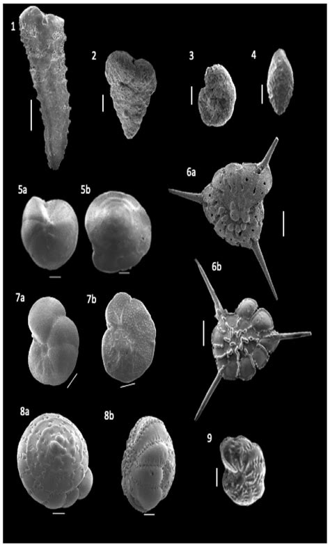 Frontiers The Occurrence And Distribution Of Benthic Foraminifera In