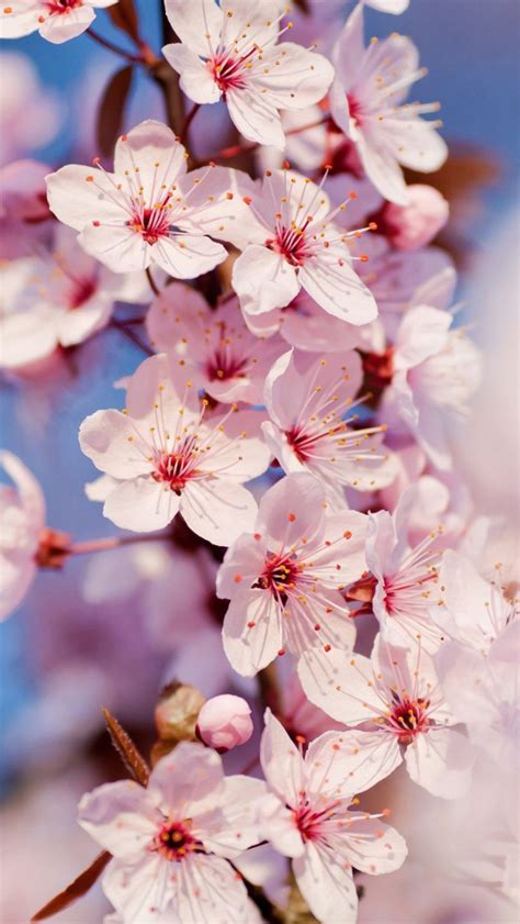 Cherry Blossoms Iphone Wallpaper Wallpapersafari