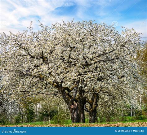 Spring Scenic With Flowering Cherry Trees Stock Image Image Of