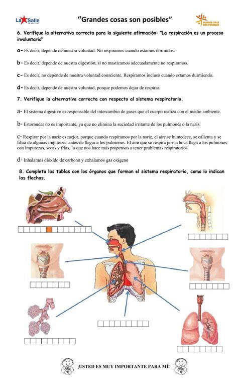 Ficha Online De Aparato Respiratorio Artofit