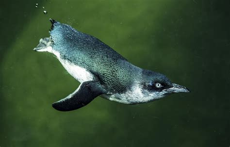 Little Blue Penguin Korora Photograph By Levana Sietses