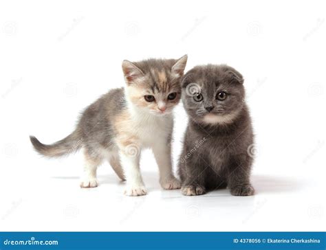 Two Little Kittens Stock Photo Image Of Scottish Animal 4378056