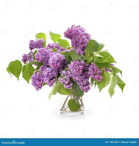 Large Bouquet Of Lilacs In A Glass Vase Stock Photo Image Of