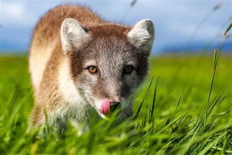 The Arctic Fox In Iceland