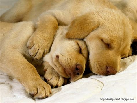 Big collection of cute screensavers for phone and tablet. Desktop Wallpaper || Background Screensavers: Cute Dogs ...
