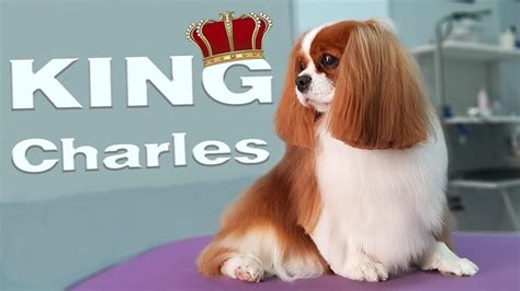 Are King Charles Cavaliers Yappy The 7 Detailed Answer