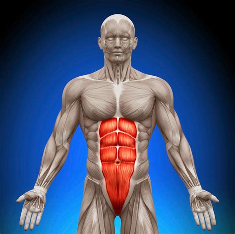 Motor neurons contact muscle cells at a point called the neuromuscular junction (nmj). Body facts: the abdominal muscles and their function ...