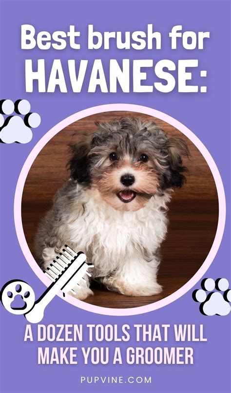 Best Brush For Havanese A Dozen Tools That Will Make You A Groomer In