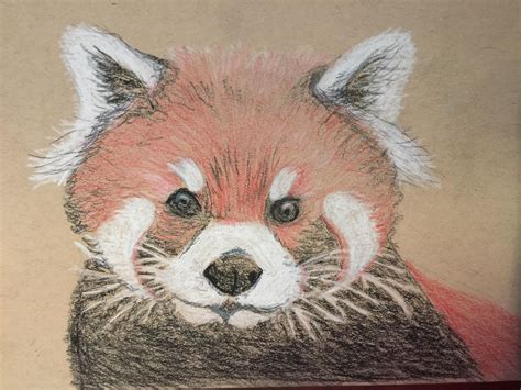 Please Follow Iloveredpandas An Old Picture I Drew Redpanda Panda