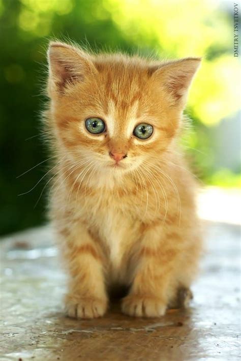 Cute Red Kitten Kittens Cutest Cute Little Kittens Baby Cats