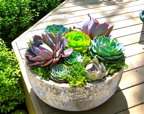 10 Ways To Create A Mini Succulent Garden Garden Pics And Tips