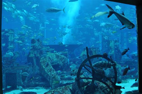 The Lost Chamber L Aquarium D Atlantis à Dubaï Bon Baiser D Abu Dhabi