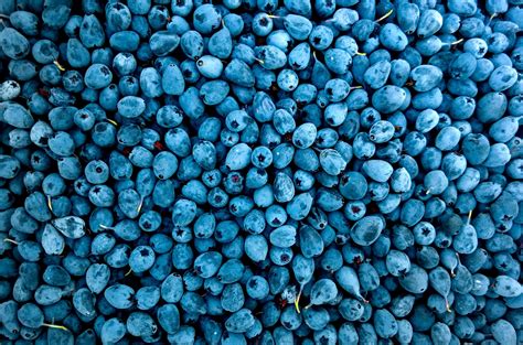 Blueberry Color Wallpapers On Wallpaperdog