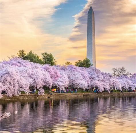 Washington Dc Cherry Blossom Festival Bus Trip Sublime Tours