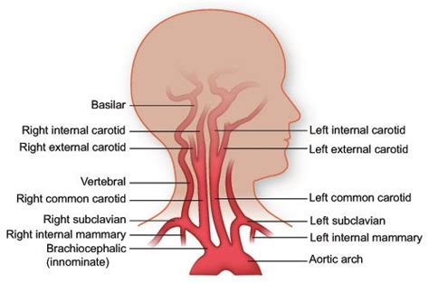 Maybe you would like to learn more about one of these? arteries in the neck | Illustration of the arteries of the ...