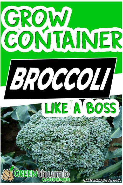 Growing Broccoli In Containers 10 Tips You Must Know