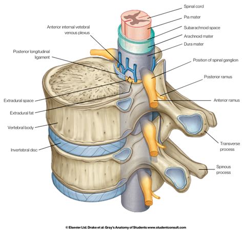 Meninges Of The Spinal Cord