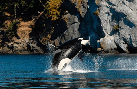 Orca Task Force Is Briefed On Washington State Budget The Journal Of
