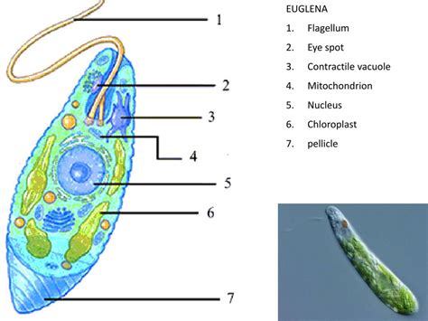 Ppt Euglena Flagellum Eye Spot Contractile Vacuole Mitochondrion