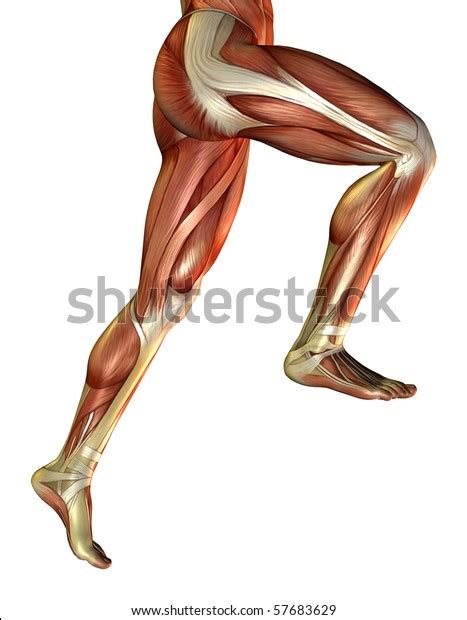 D Rendering Male Leg Muscles Stock Illustration Shutterstock
