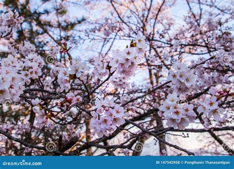 Beautiful Cherry Blossoms Sakura Flowers In Japan Stock Photo Image