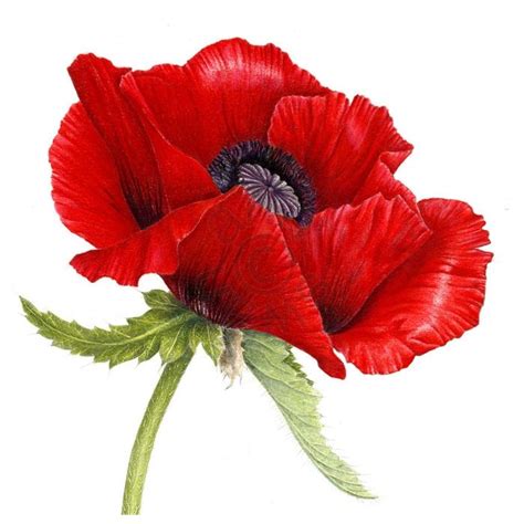 Oriental Poppy Poppy Flower Art Poppy Painting Watercolor Flowers