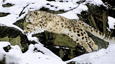 Snow Leopard Rescue