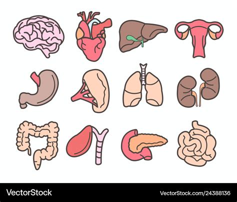 Human Organs Isolated Internal Body Parts Anatomy Vector Image