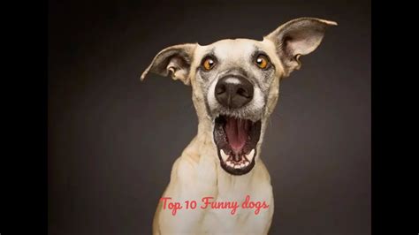 Top 10 Dog Barking Sound Funny Dog Youtube