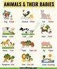 List of Animals: A Big Lesson of Animal Names with the Pictures! - ESL ...