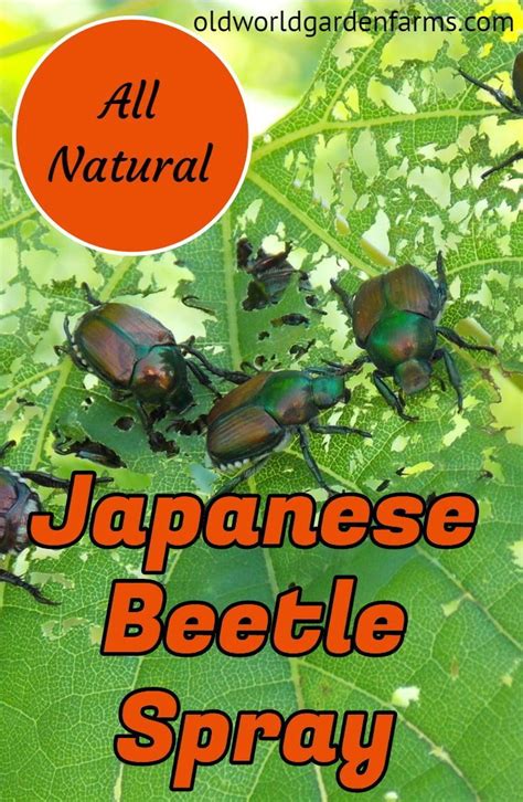 How To Get Rid Of Japanese Beetles With An All Natural Spray