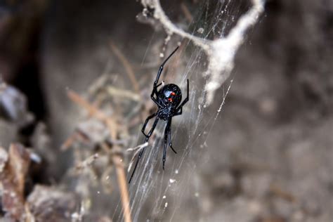 Facts on black widow spider identification, prevention, characteristics, and more. Black Widow Spider Facts (Latrodectus mactans)
