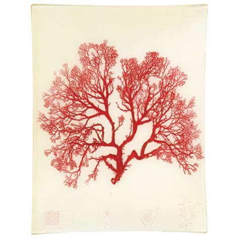 John Derian Company Inc: #21 Seaweed (LIV) | Nature art prints, Nature prints, Framed art prints