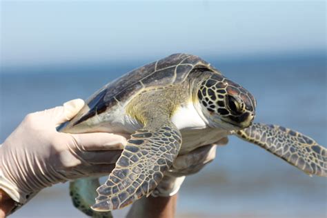 Sea Turtles Released Back Into Gulf Gulf Coast Mariner Magazine