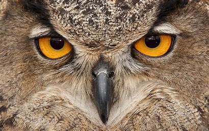 Owls Birds Wallpoper Owl Eyes Wallpapers