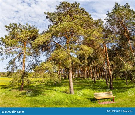 View Of Wild Pine Tree Forest Near Magdeburg Germany Stock Photo