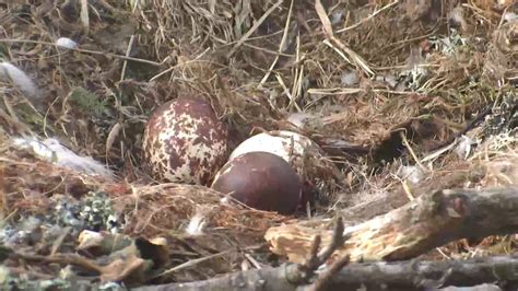 When Are The Osprey Eggs Going To Hatch Scottish Wildlife Trust