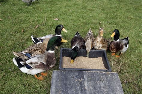 Ánade real, pato real, cuelliverde, pato de collar, por mencionar algunos, pero todo se refieren al mismo, cuyo nombre científico es. Canard domestique de Rouen photo stock. Image du cour ...